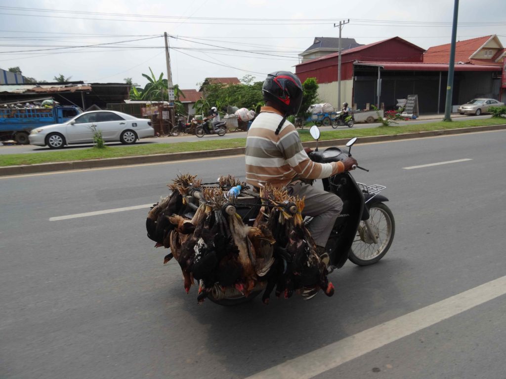 poules vivantes sur scooter près de phnom penh