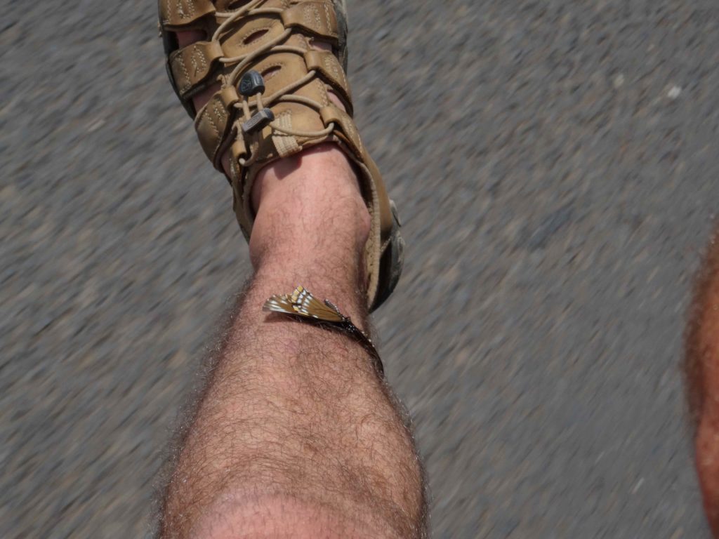 Papillon collé sur la jambe de Chaton