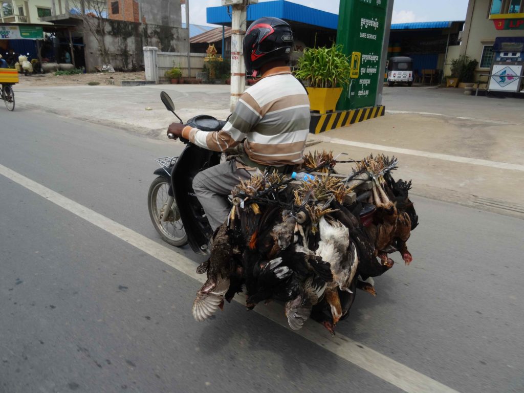 poulets vivants sur scooter près de phnom penh
