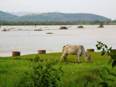 Kampot et son fameux poivre : visite de La Plantation