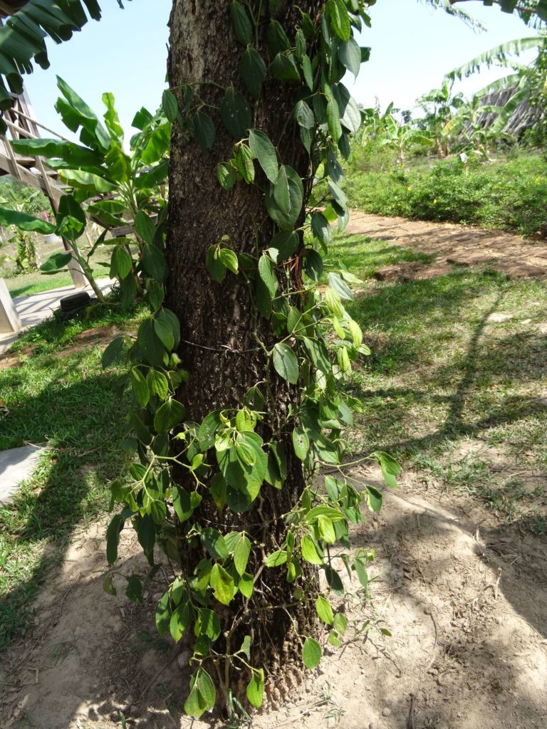 la plantation de poivre kampot