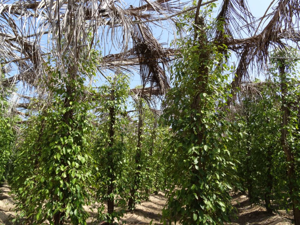 la plantation de poivre kampot