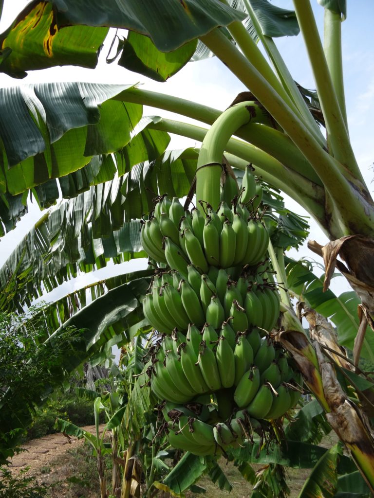 plantation banane