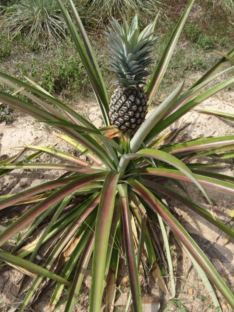 plantation ananas