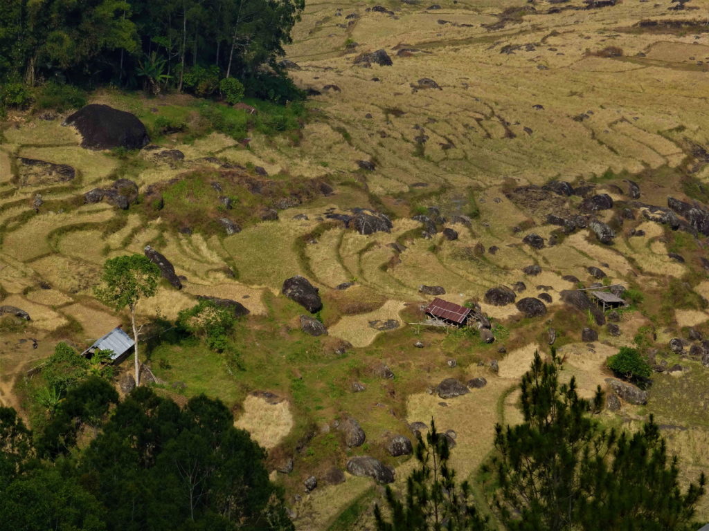 vue depuis batutumonga sur les rizières asséchées