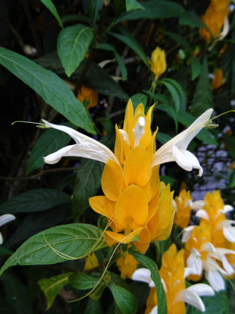 fleur blanche et orange jaune