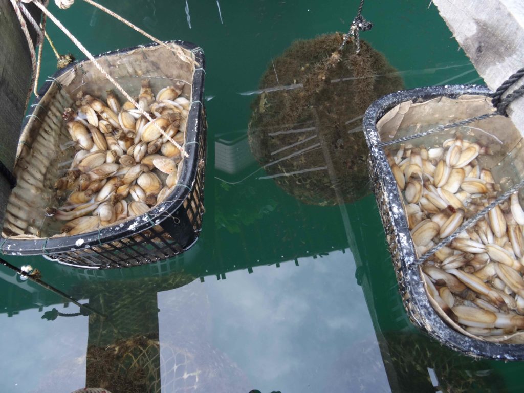 ferme d’huîtres perlières entre les pain de sucre de la baie d'ha long