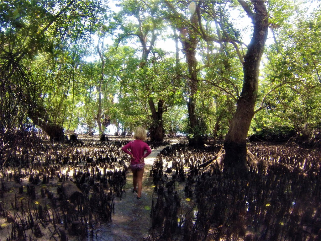 chatounette dans la mangrove pour rejoindre la mer depuis lorenso cottages à bunaken, sulawesi, indonésie