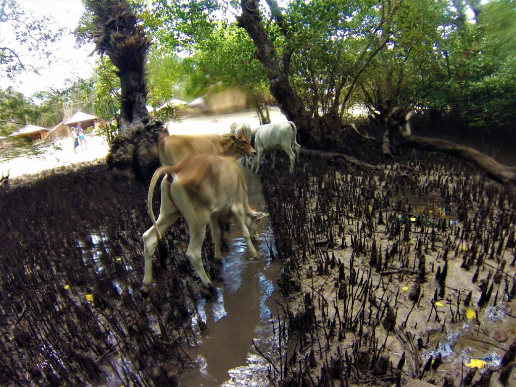 les zébus dans la mangrove pour rejoindre la mer depuis lorenso cottages à bunaken, sulawesi, indonésie