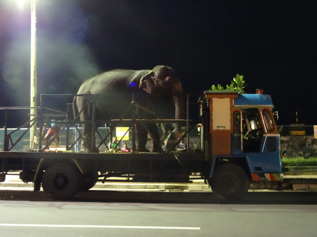 éléphant sur une plateforme de camion à colombo