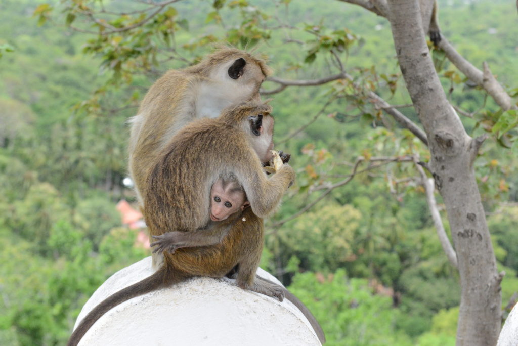 singe et son bébé à Rock Temple, Dambulla