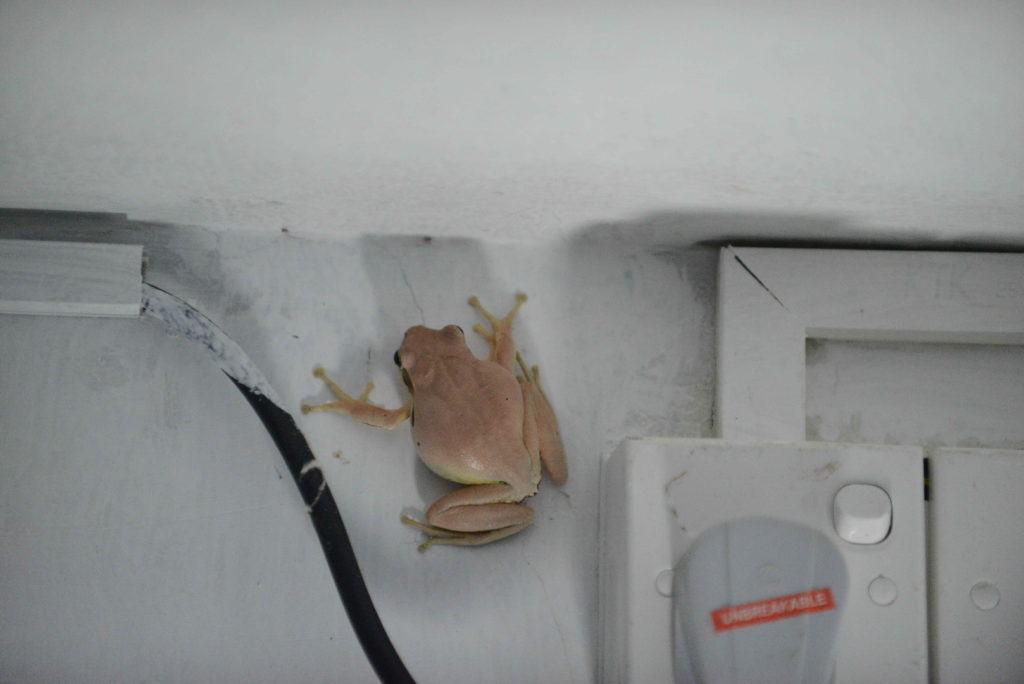 grenouille blanche dans notre logement à gems garden guest-house à tangalle