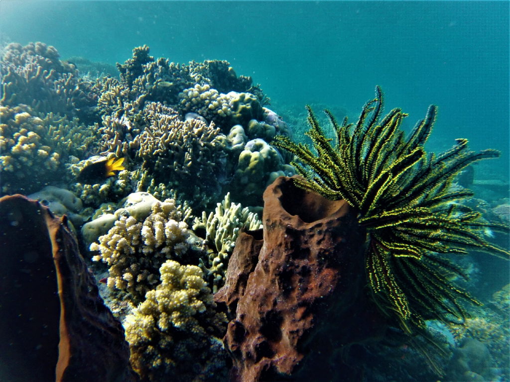 fonds marins, coraux et poissons, bolilanga, togian