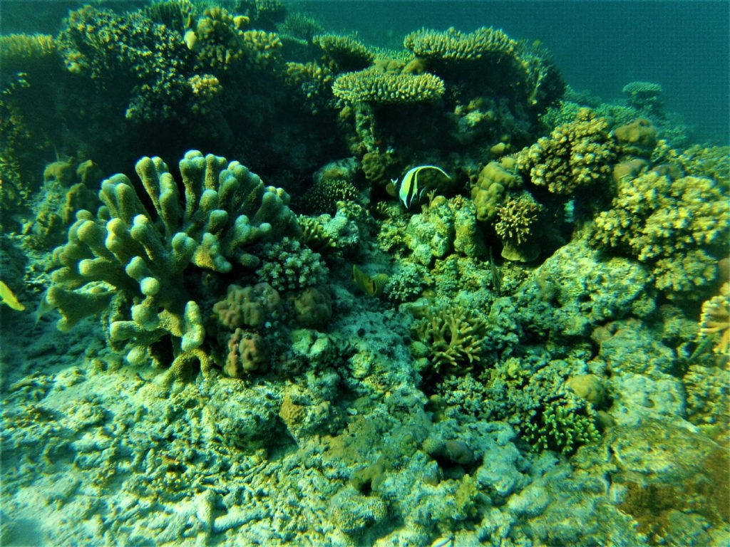 fonds marins, coraux et poissons, bolilanga, togian