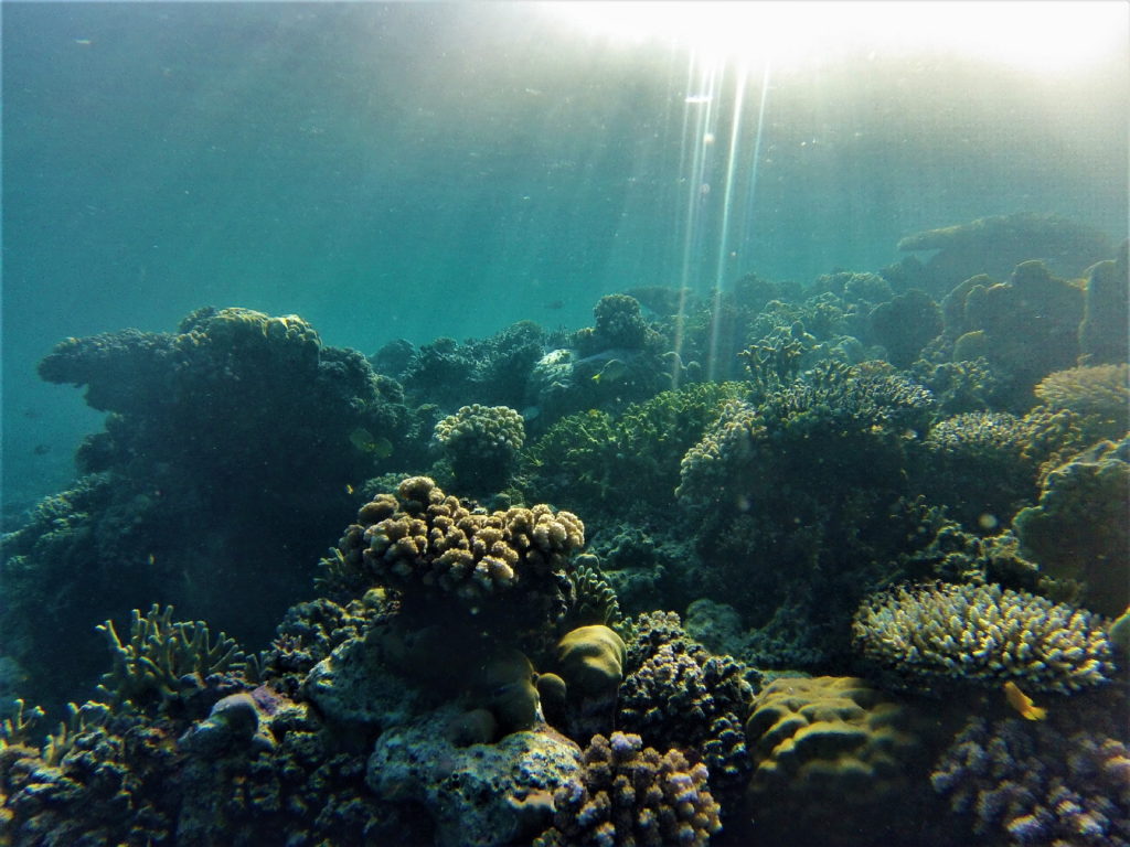 fonds marins avec belle lumière, coraux et poissons, bolilanga, togian