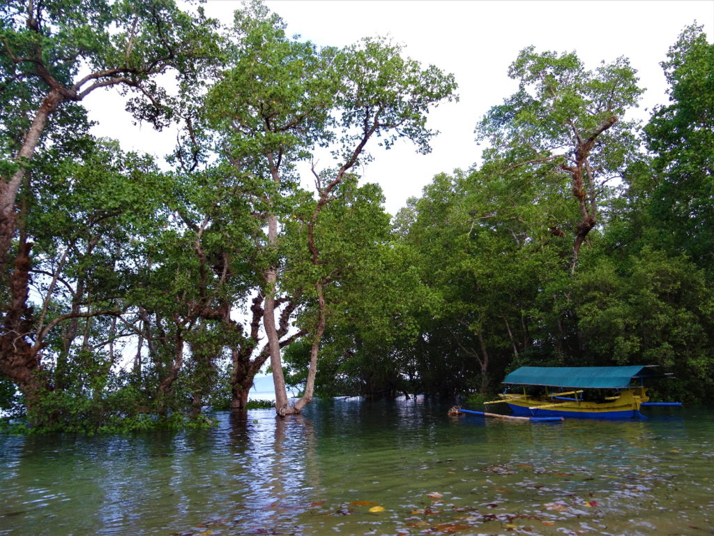 mangrove de V