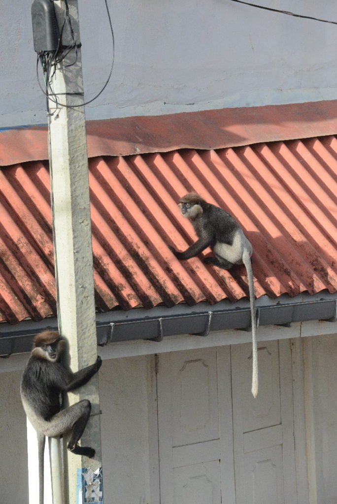singes sur les toits de galle