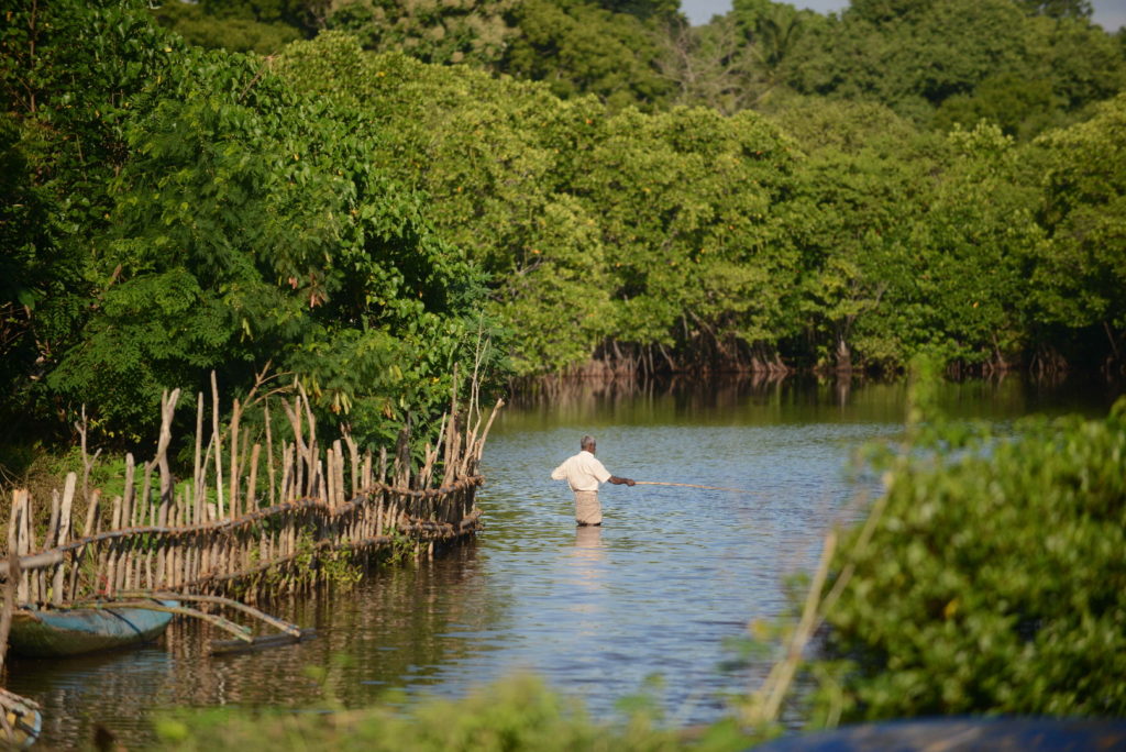 homme dans la mangrove