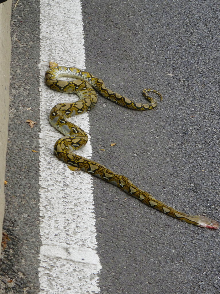 python écrasé sur le bord de la route à kuala lumpur