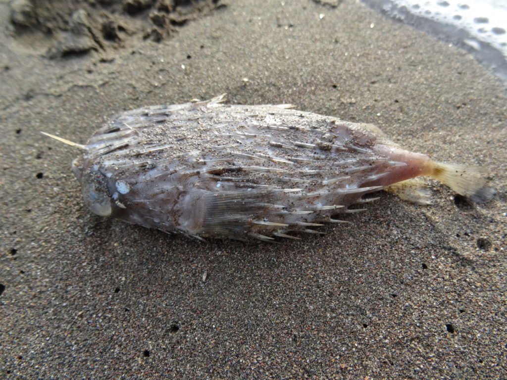 poisson mort à la plage de pantai merdeka, alentours makassar
