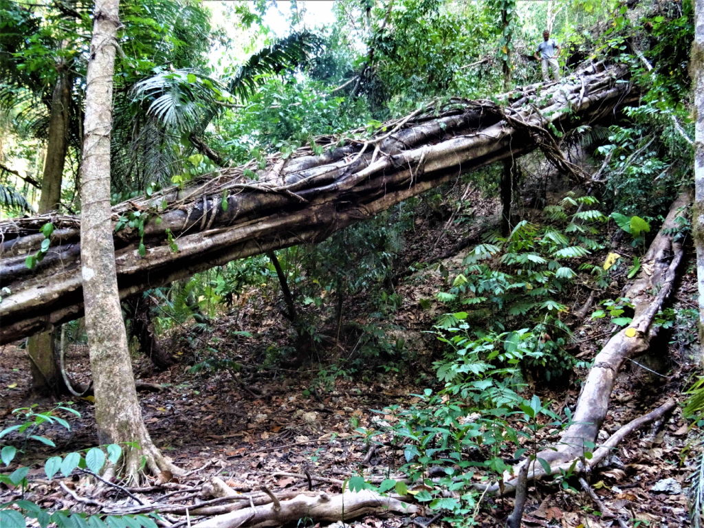 dans la jungle, depuis lestari malenge à la grotte aux chauves-souris, togian, chaton sur un tronc énorme