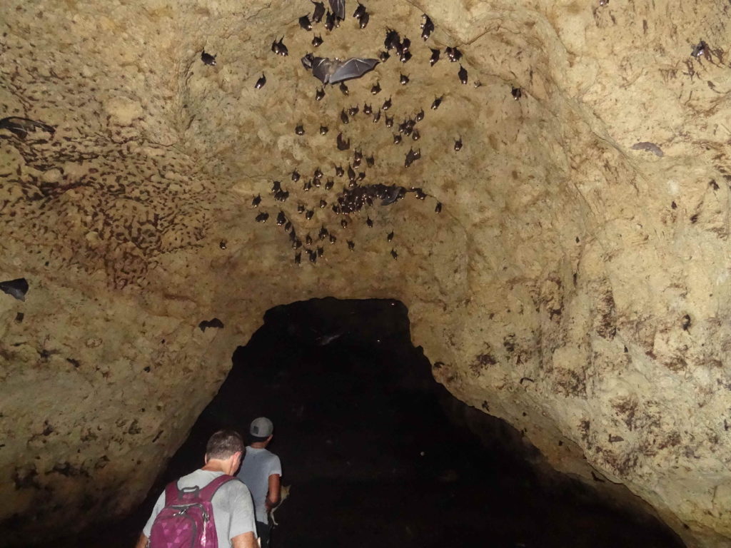 grotte aux chauves-souris, lestari, malenge, îles togian