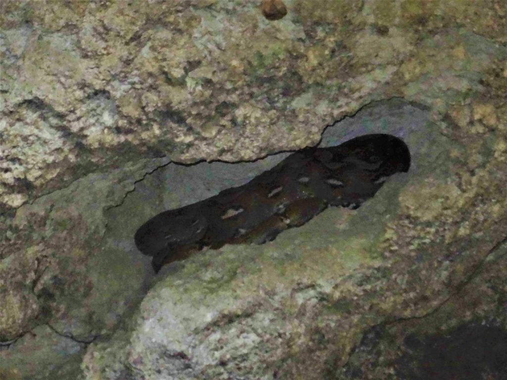  un python au dessus de la grotte aux chauves-souris, malenge, togian