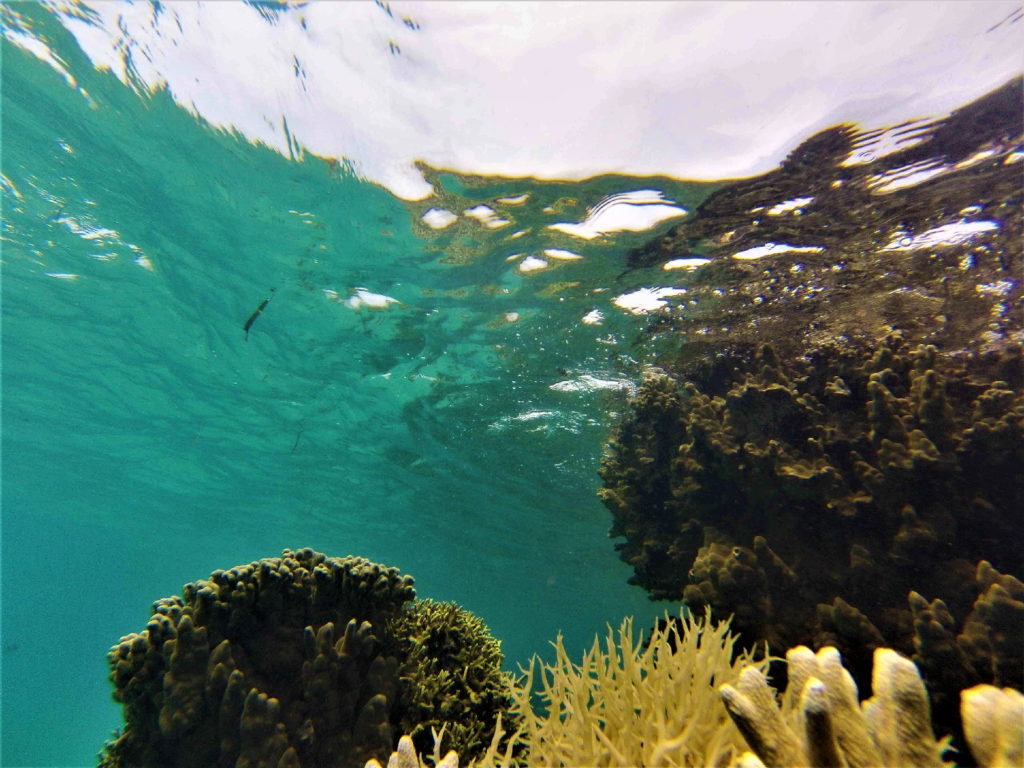 snorkeling à malenge, coraux