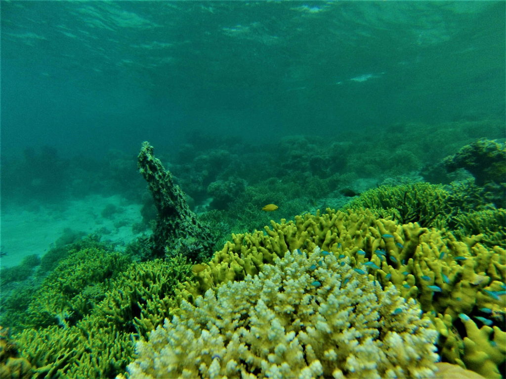 snorkeling à malenge, coraux