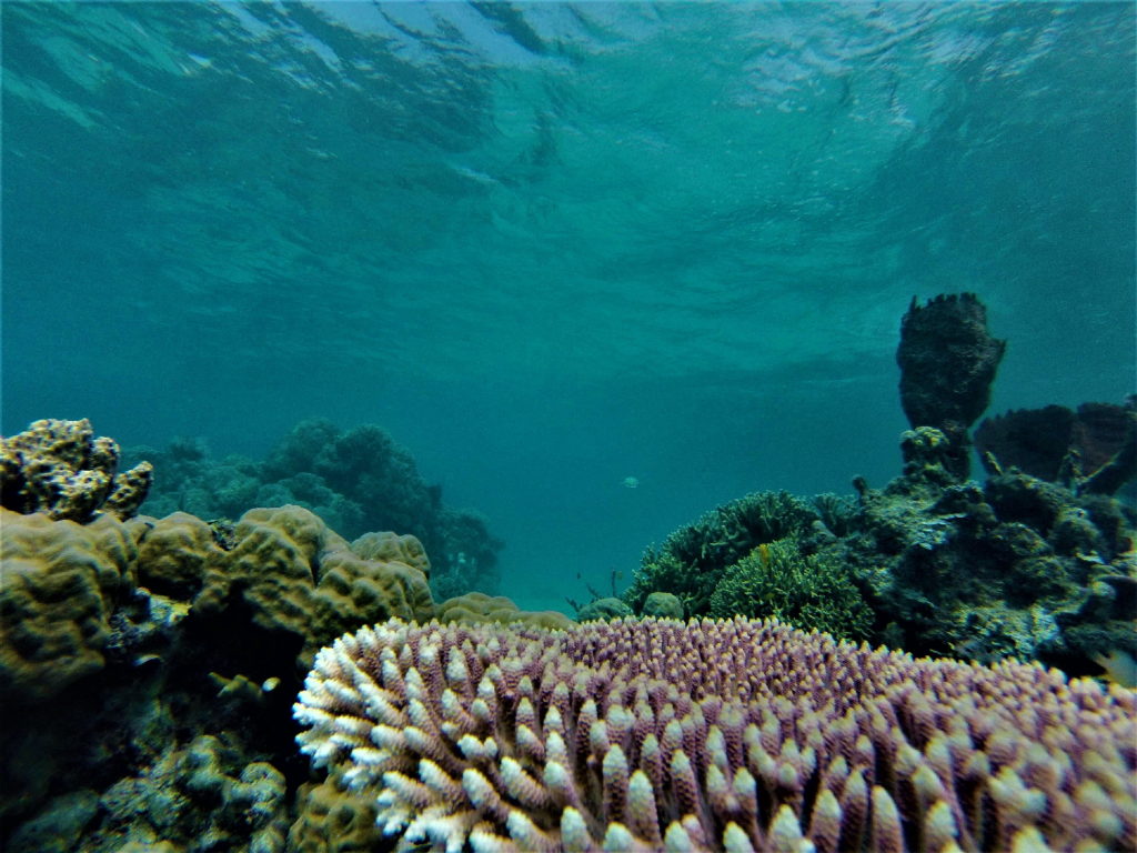 snorkeling à lestari, malenge, coraux