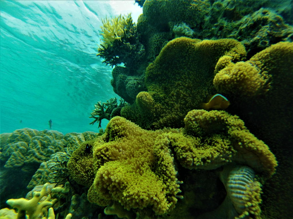 snorkeling à lestari, malenge, togian, coraux