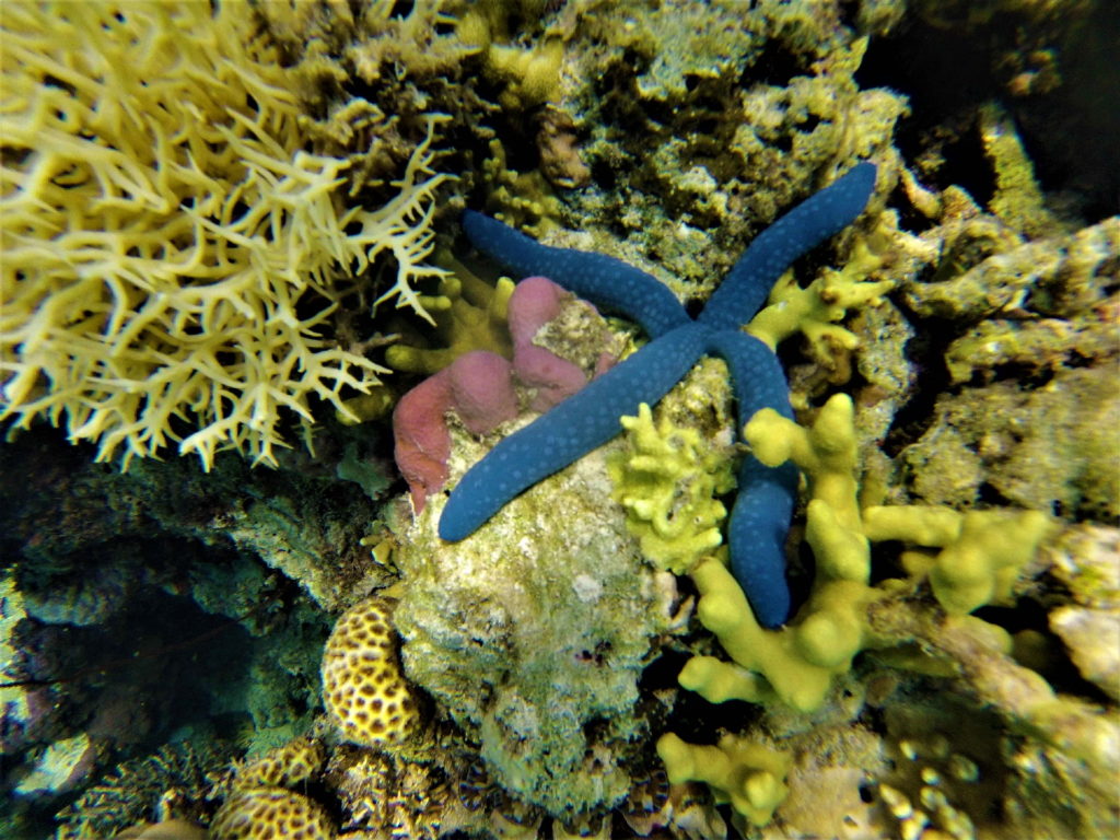 snorkeling à lestari, malenge, togian, étoile de mer