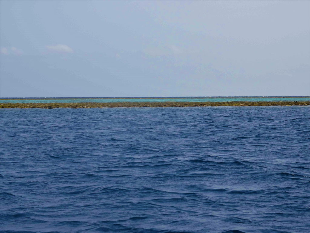 reef N°5, togian
