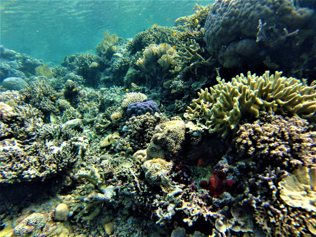 fonds marins en snorkeling au reef n 5, depuis malenge, togian