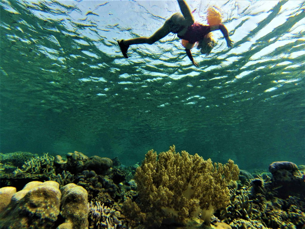 chatounette en snorkeling au reef n 5, depuis malenge, togian