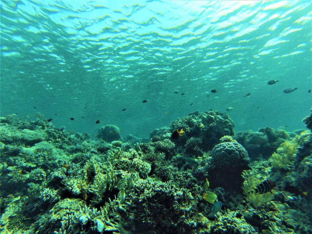 fonds marins en snorkeling au reef n 5, depuis malenge, togian