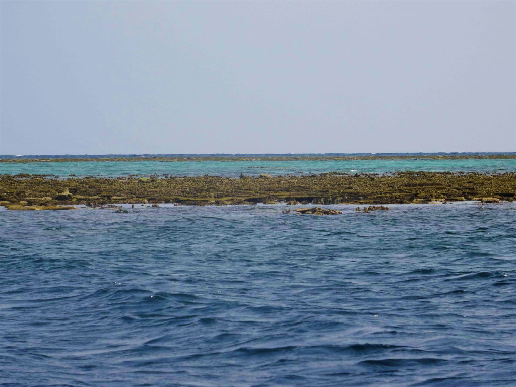 reef N°5, togian