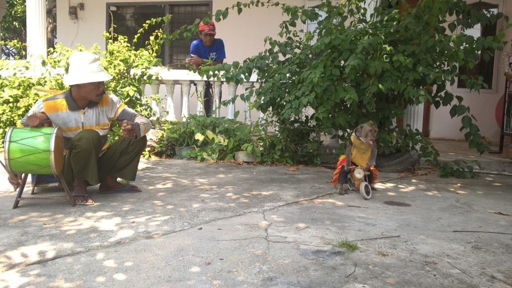 spectacle saltimbanque avec singe qui fait du vélo à Palu