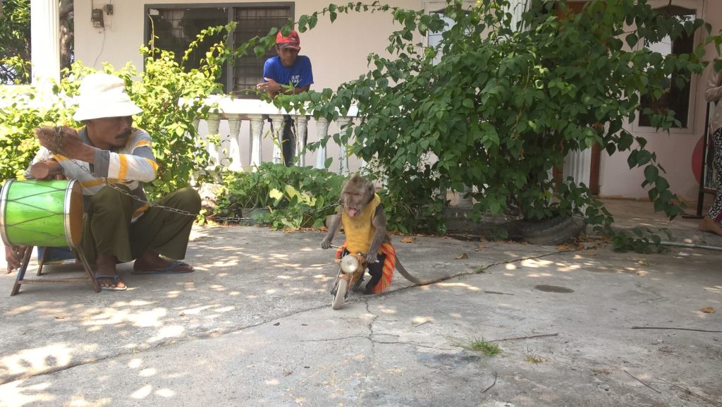 spectacle saltimbanque avec singe qui fait du vélo à Palu