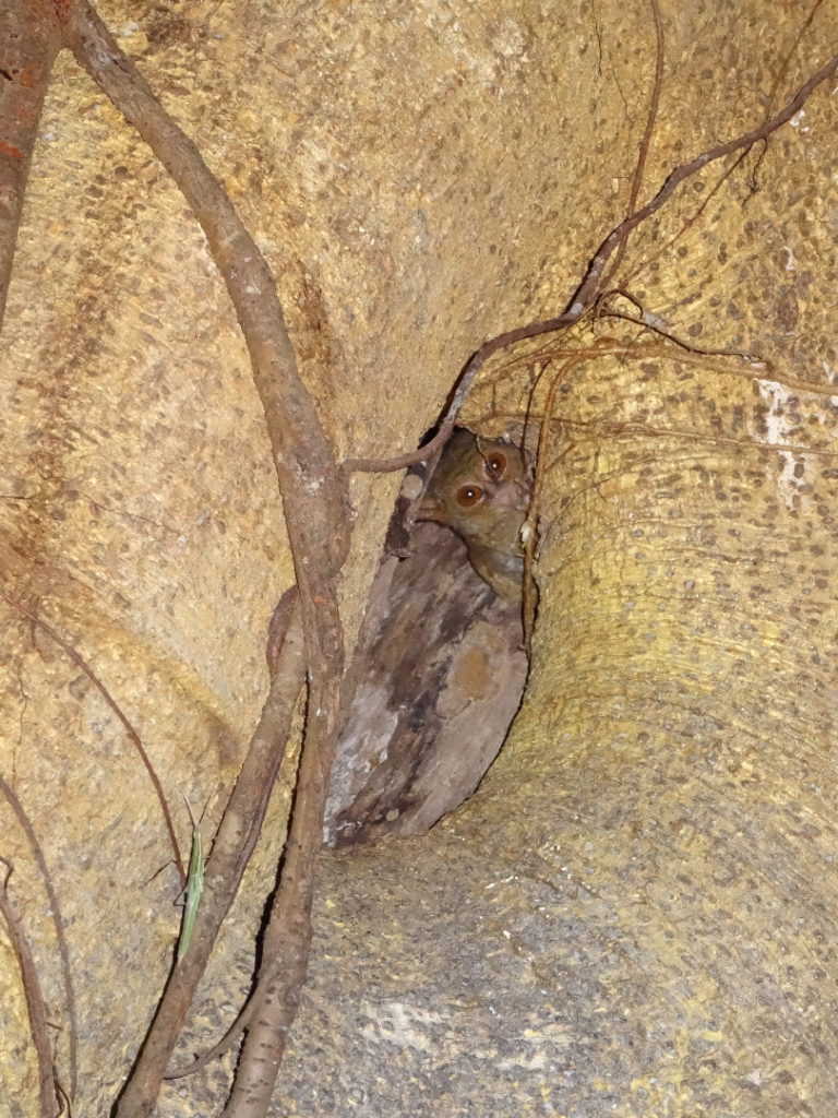 Tarsier au Parc National de Tangkoko, Sulawesi, Indonésie