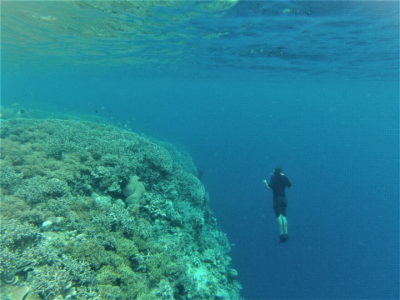 Plongée sous-marine à Bunaken