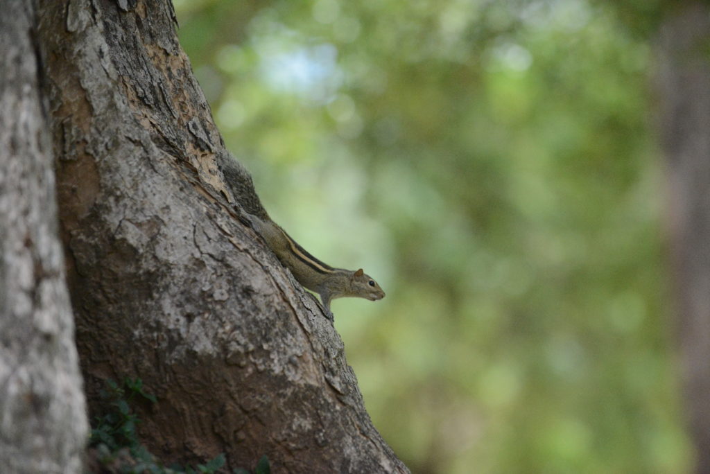écureuil à Polonnaruwa, ensemble du Nord