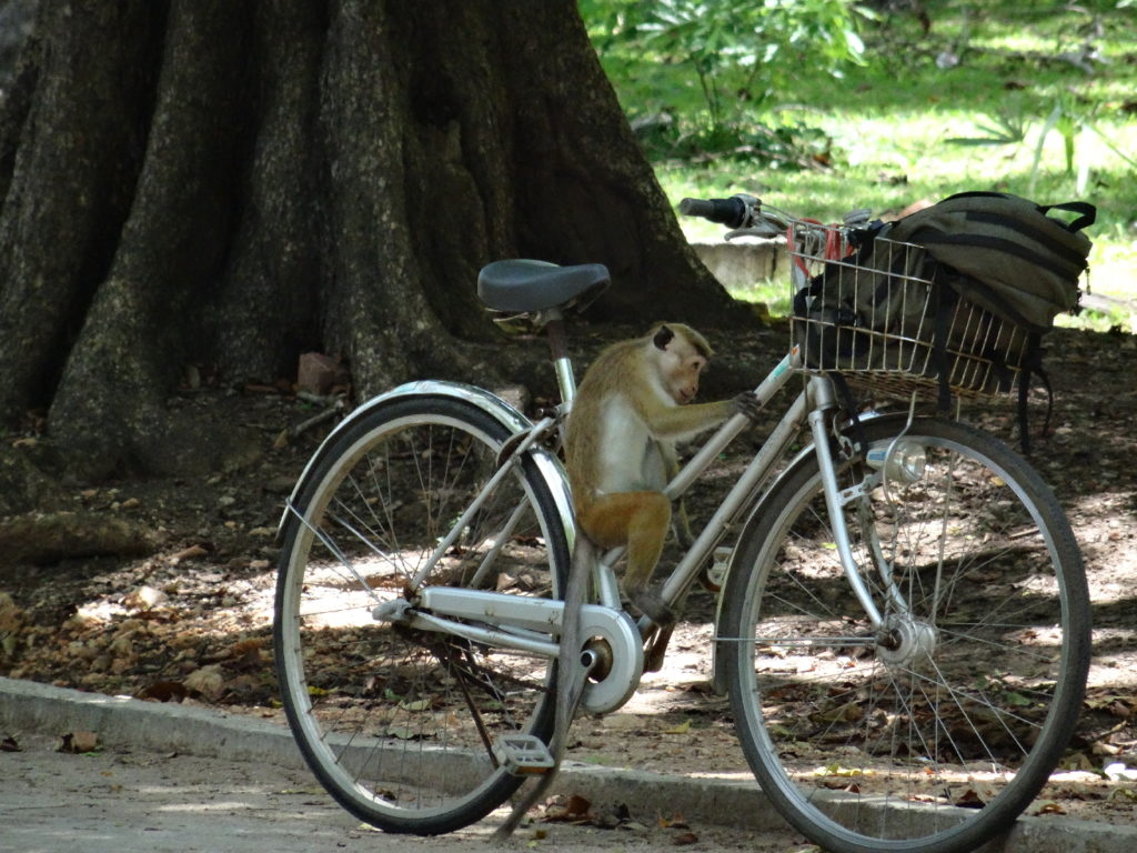 singe sur notre vélo  autours du Quadrilatère, Polonnaruwa