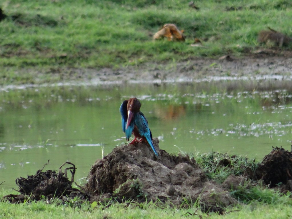 oiseau à polonnaruwa