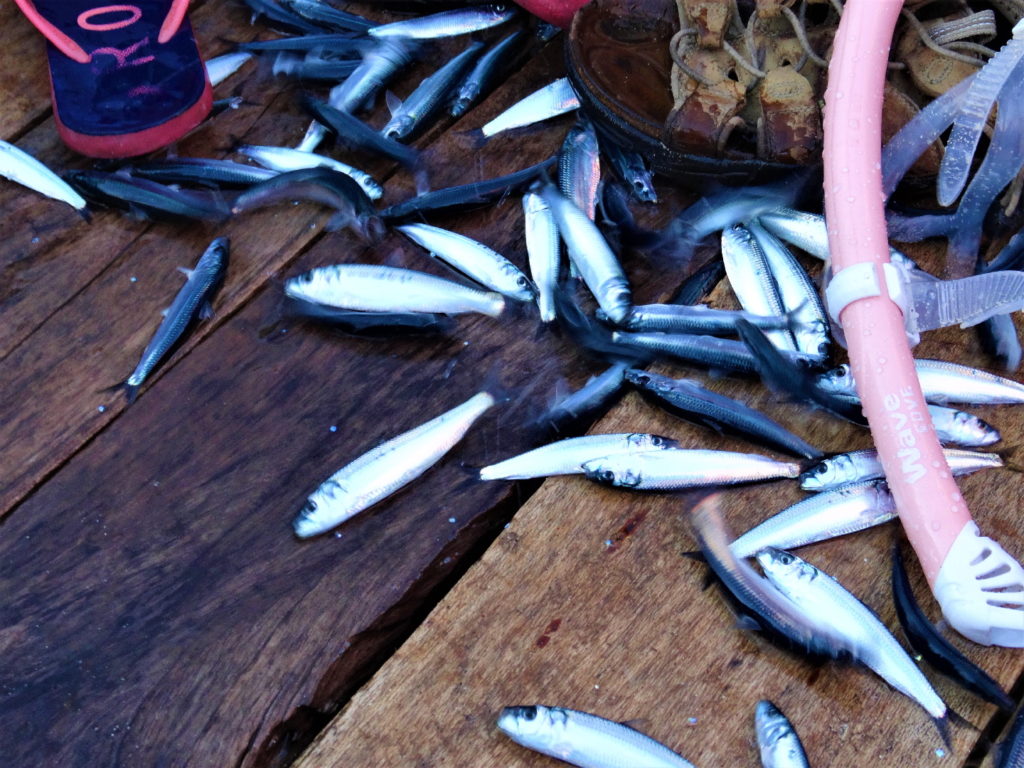 pêche du jour depuis notre bateau retour de mahoro, pulau siau