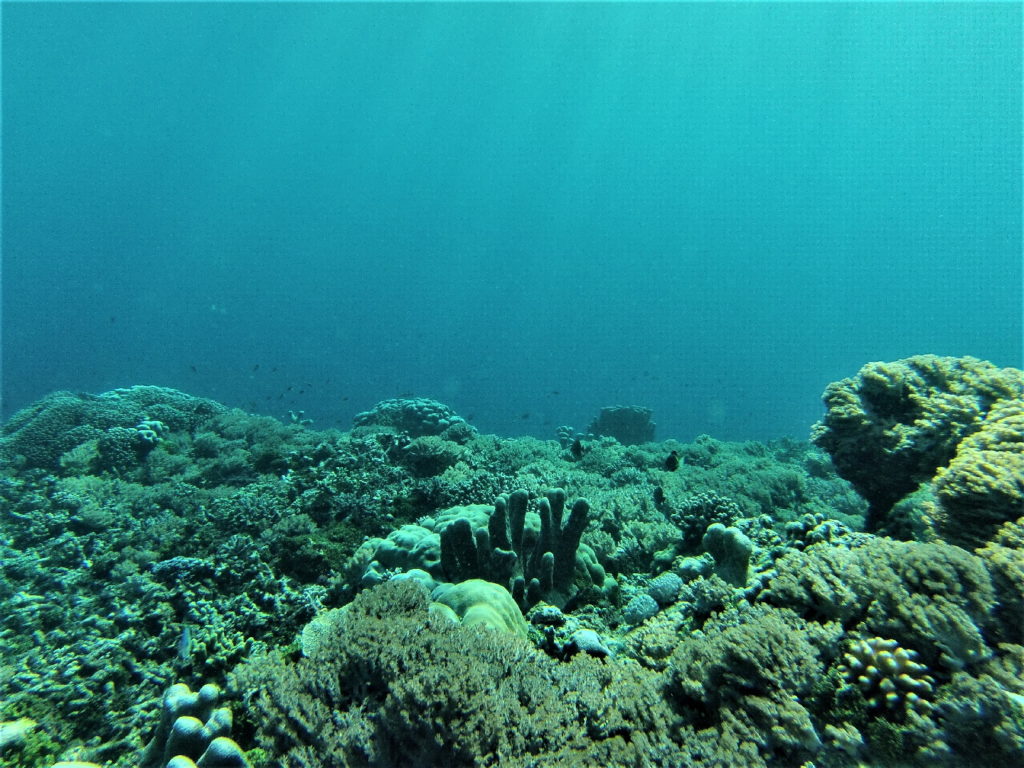 fonds marins de mahoro, pulau siau