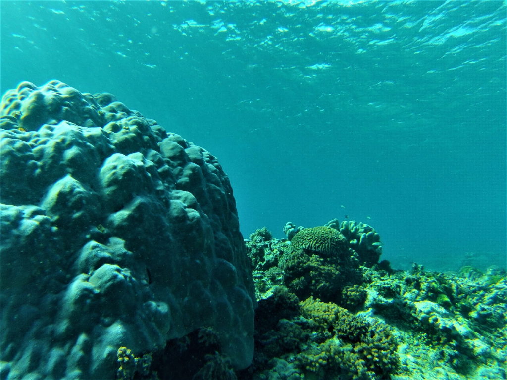 fonds marins de mahoro, pulau siau