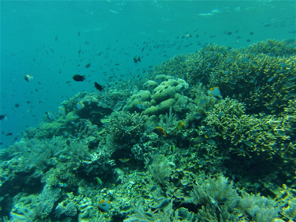 snorkeling à bunaken, sulawesi, célèbe, indonésie