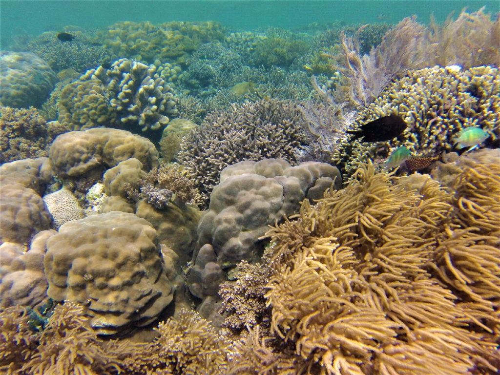snorkeling à bunaken, sulawesi, célèbe, indonésie