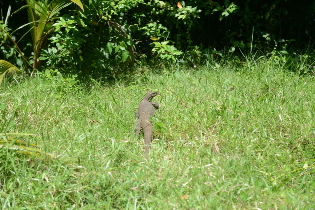 varan près de gems garden guest-house à tangalle